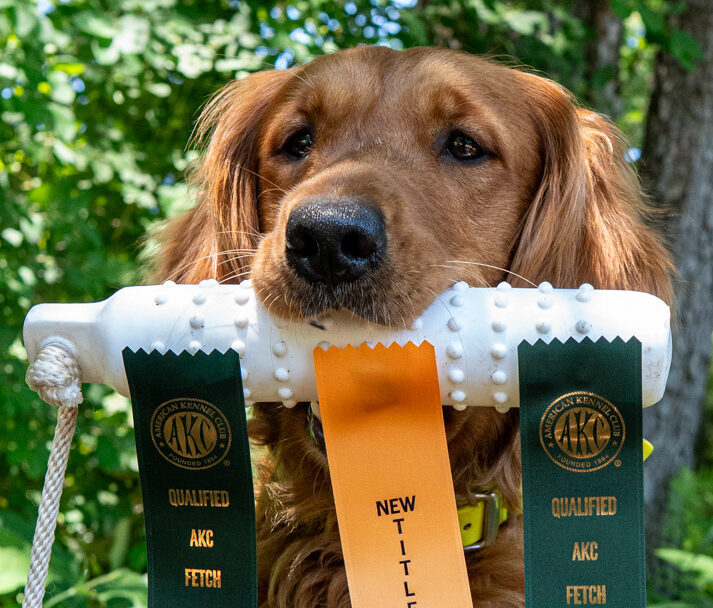 Mable Moose, AKC Fetch